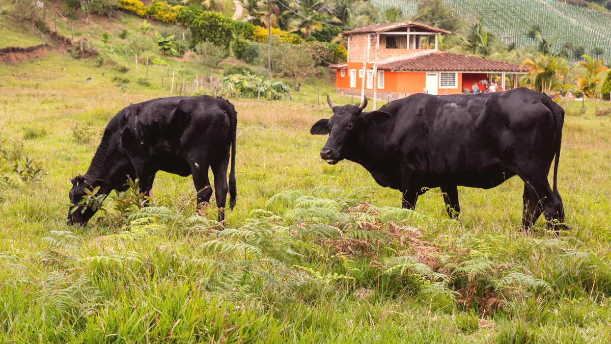 Reses pastando en el campo, la campina de donde viene la carne.