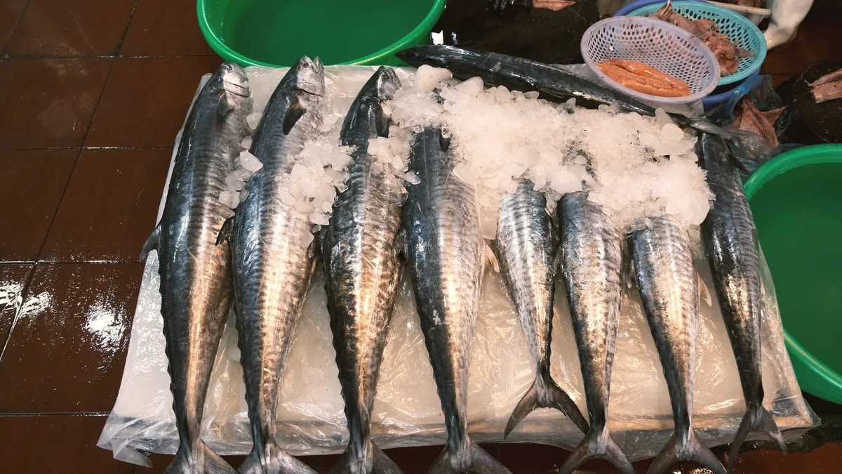Pescado azul de la familia de la caballa, entero y sobre hielo.