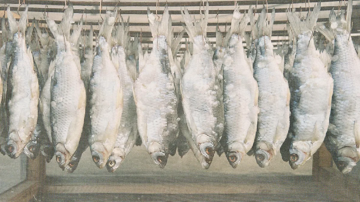 Pescado en salazon puesto a curar.